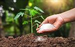 Điều gì khiến cổ phiếu phân bón “dậy sóng”?