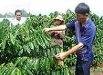 DAP Đình Vũ 'hợp' đất Tây Nguyên